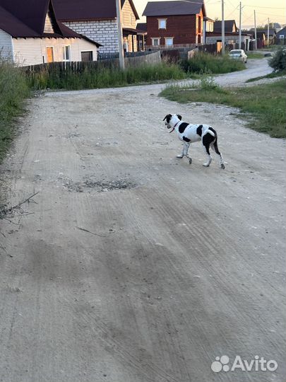 Щенок курцхаар метис