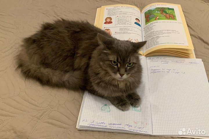 Отдам кошку в добрые руки