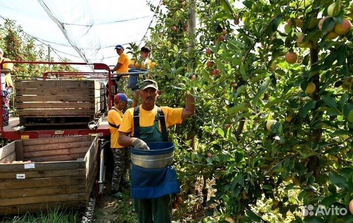 Работник по сборке яблок