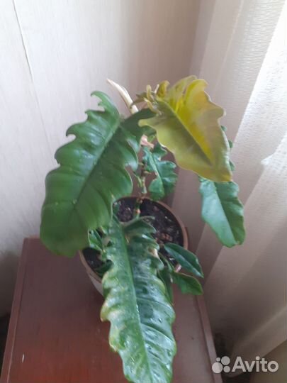 Филодендрон