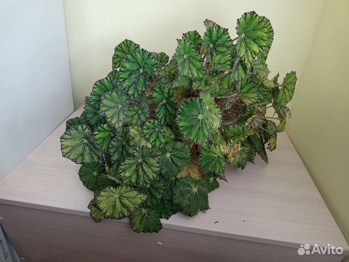 Бегония не цветущая