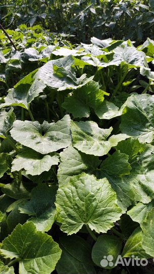 Рассада цветов, помидоры,огурцы,баклажаны,перец