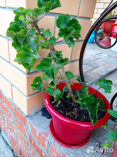 Герань пеларгония