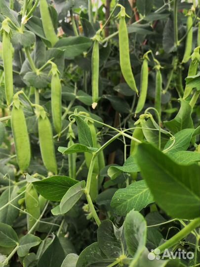Горох зеленый свежий