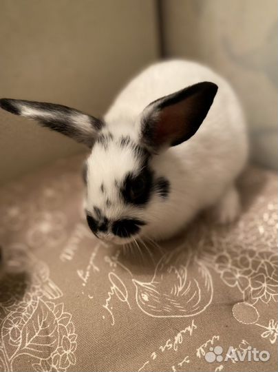 Кролики с клеткой