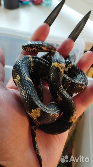 Амурский полоз