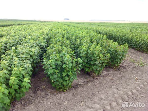 Черная смородина,жимолость,крыжовник,орех,малина