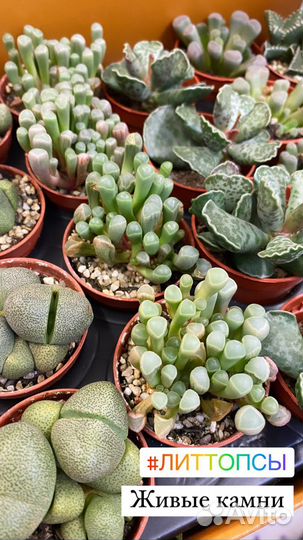 Суккуленты