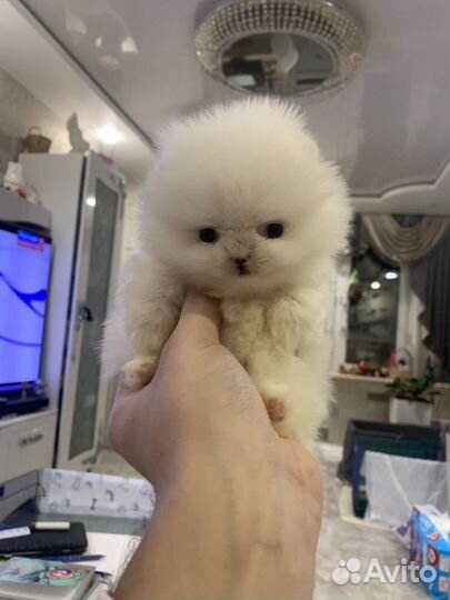 Померанский шпиц мини