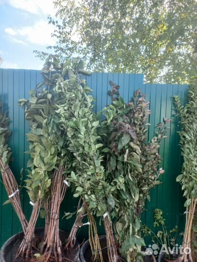 Плодовые деревья и саженцы