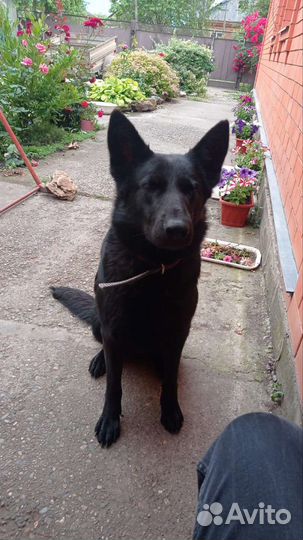 Продаются щенки немецкой овчарки, рождены 28
