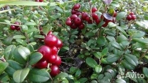 Садовая брусника