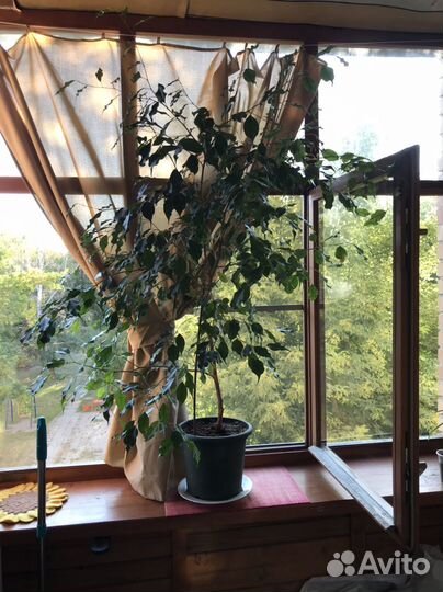 Фикус бенджамина