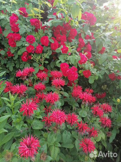 Цветущая калла