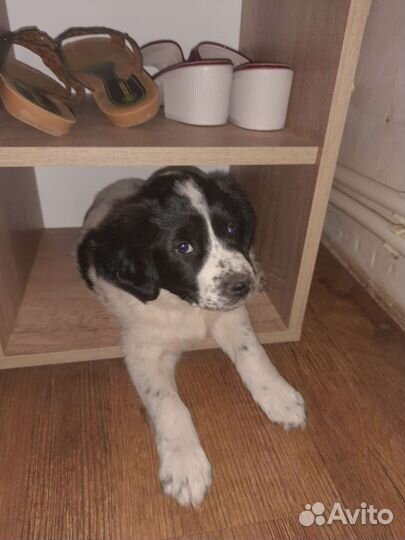 Щенок мальчик одаю даром