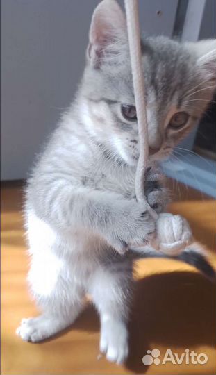 Кошка в дар