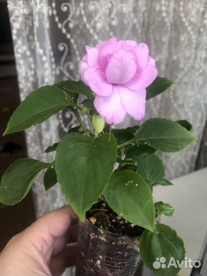 Комнатные цветы