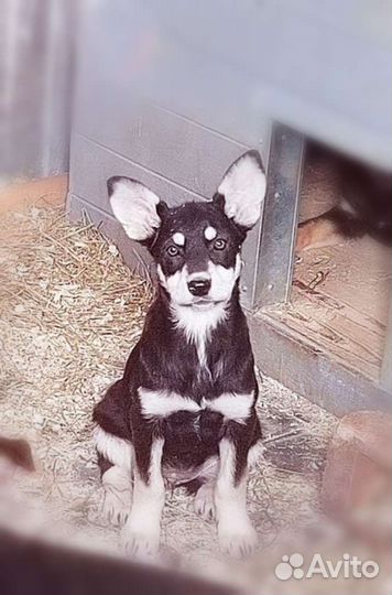 Чебурашка в добрые руки