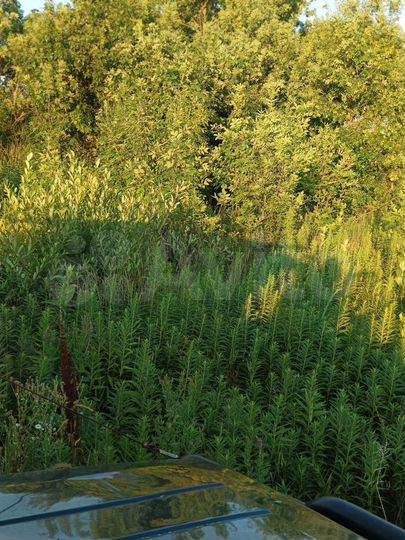 Участок 3,9 га (СНТ, ДНП)