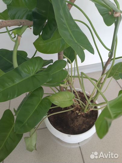 Сингониум ножколистный