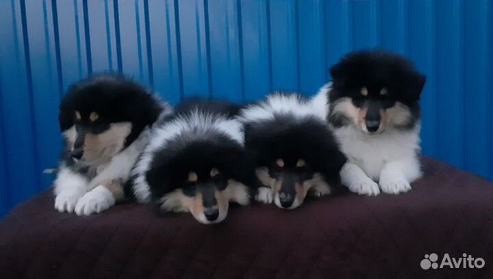 Колли дети