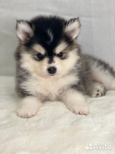 Микро помски- померанский мини хаски