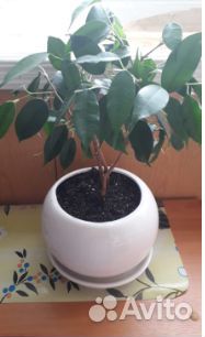 Фикусы бенжамина