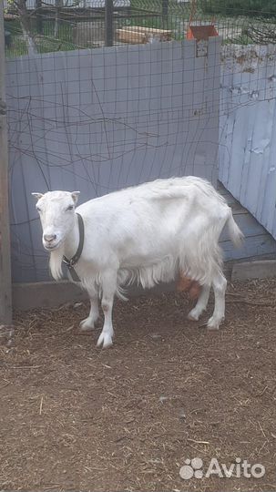 Продаю козу и козла породы Ламанча