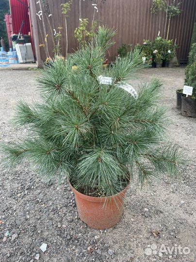 Сосна Веймутова (