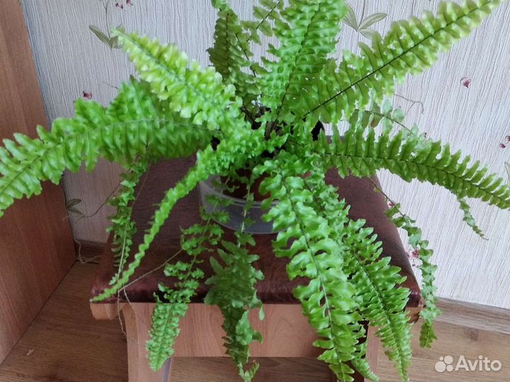 Nephrolepis exaltata cv Blonde Rita's Gold
