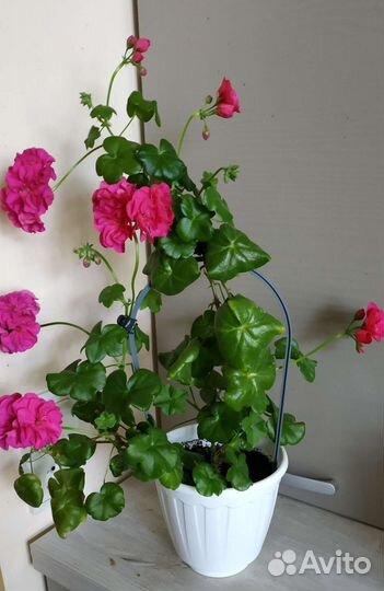 Плющелистная пеларгония цветущая