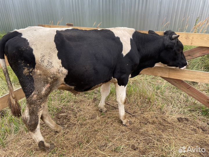 Бычек и телка