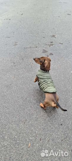 Кроличья такса вязка