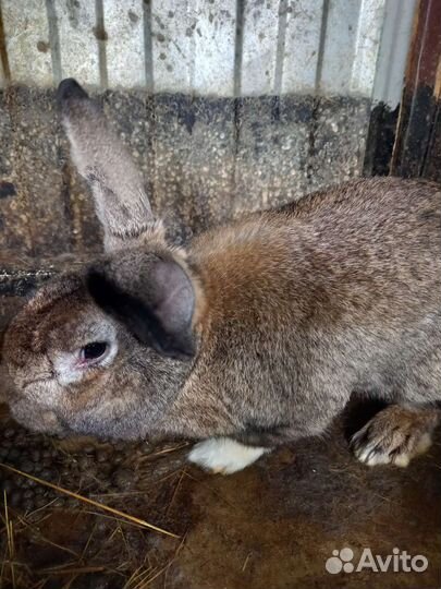 Кролик самец