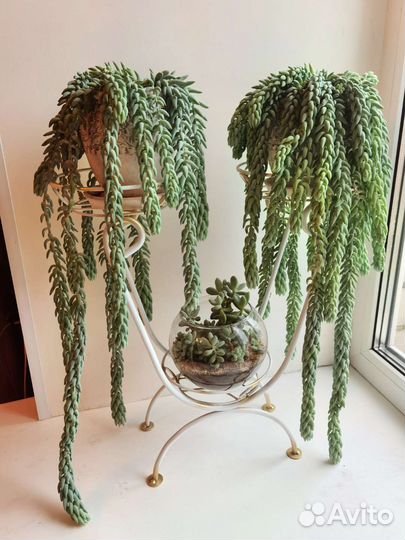 Суккуленты