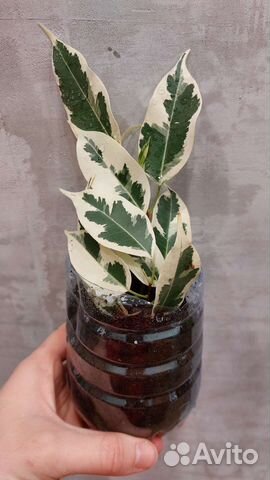 Фикус бенджамина твилайт