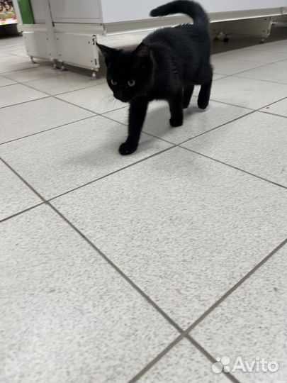 В добрые ручки