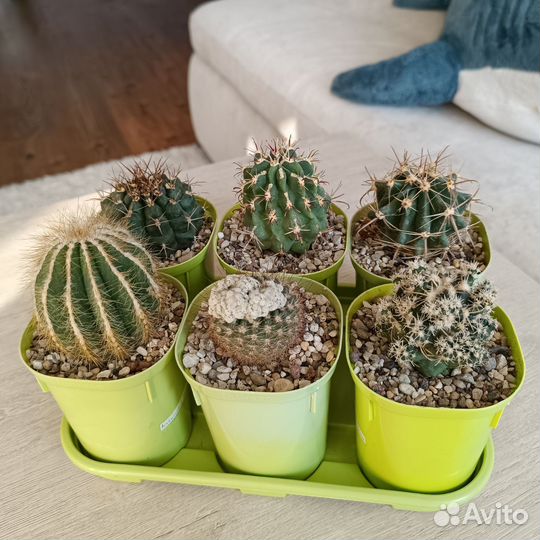 Кактусы