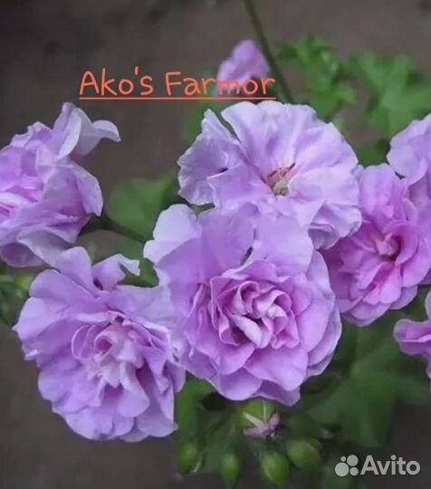 Пеларгония плющелистная