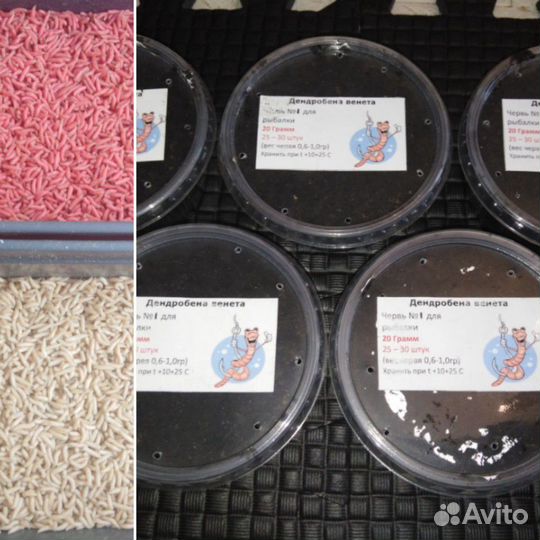 Червь для рыбалки 