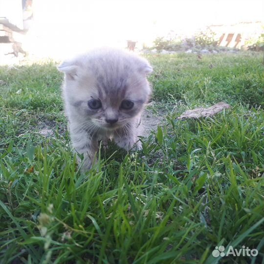 Котята ищут дом (Даром)