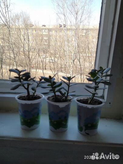 Денежное дерево толстянка лечебная