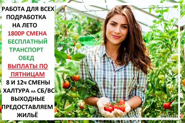 Помощник по хозяйству в Теплицы Выплата каждую нед