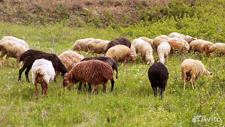 Овцы бараны ягнята
