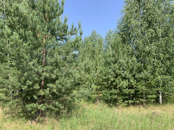 Участок 11 сот. (ИЖС)