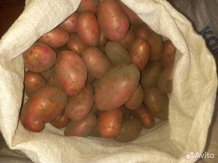 Продам картофель