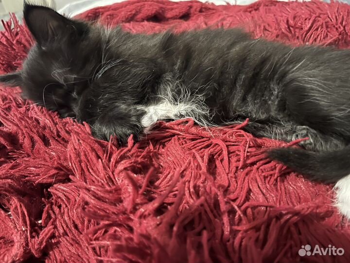 Отдам котенка в добрые руки