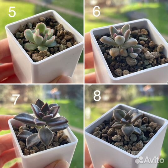 Суккуленты