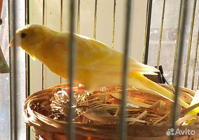 Кенара и канарейки