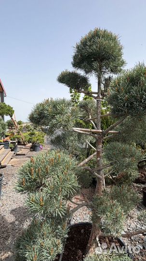 Сосна, бонсай (ниваки)